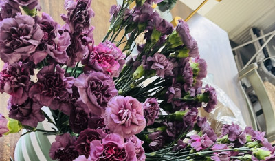 Picture of carnations