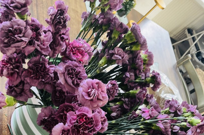 Picture of carnations