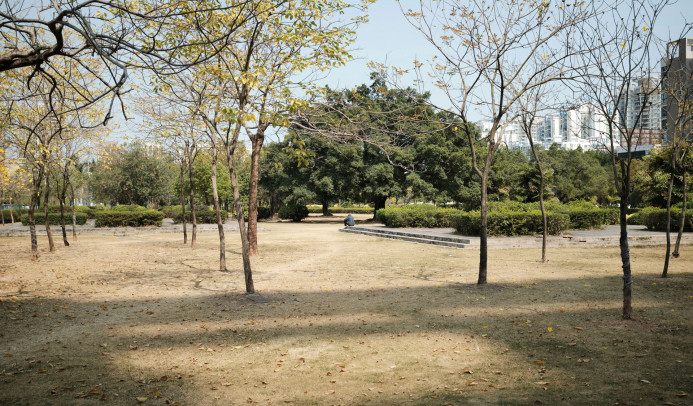 Vertrocknetes Gras im Park von unsplash