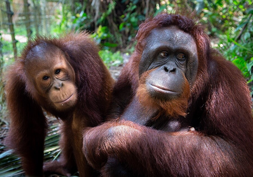Zwei Orang-Utans sitzen im Grünen; Das Bild ist Copyright Creative Commons, Bruce Poon (unverändert)
