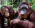 Zwei Orang-Utans sitzen im Grünen; Das Bild ist Copyright Creative Commons, Bruce Poon (unverändert)