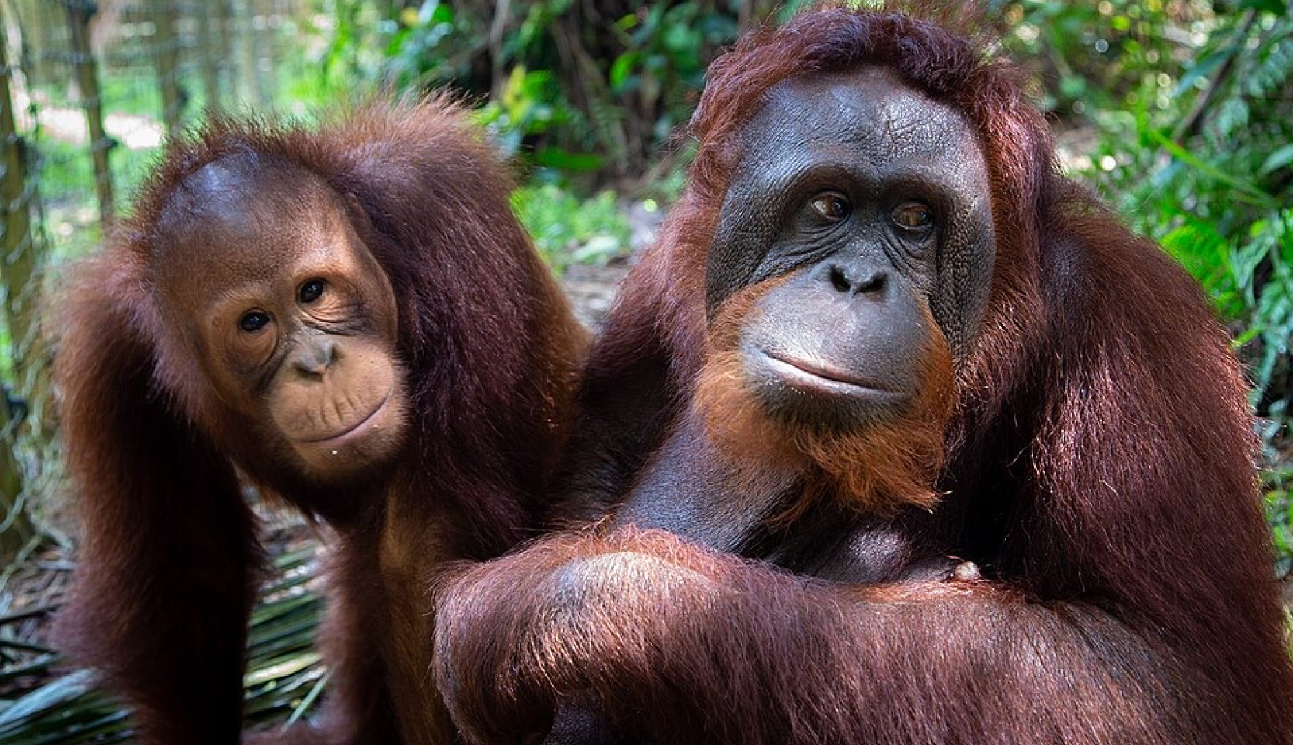Zwei Orang-Utans sitzen im Grünen; Das Bild ist Copyright Creative Commons, Bruce Poon (unverändert)