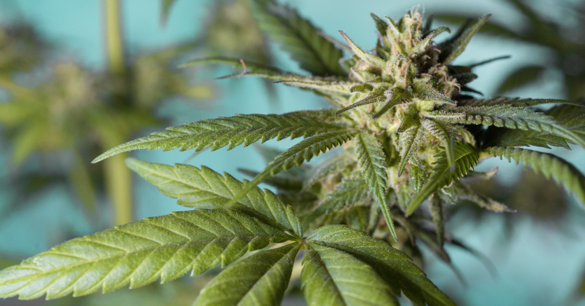 Volt Hessen kritisiert Posecks Cannabis-Vorstoß: Fortschritt statt Rückkehr zur gescheiterten Verbotspolitik