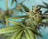 Cannabis Pflanze