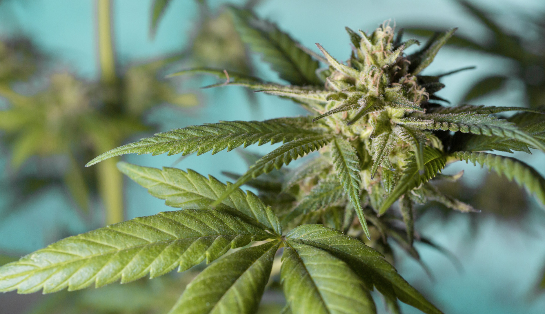 Cannabis Pflanze