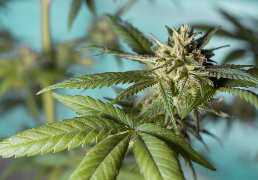 Cannabis Pflanze