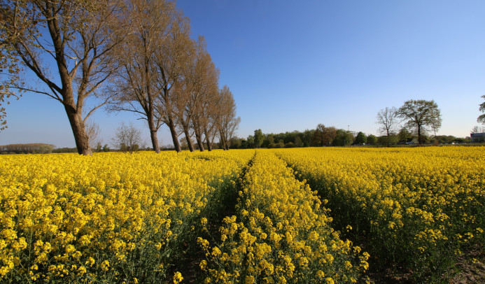 Rapsfeld mit Bäumen