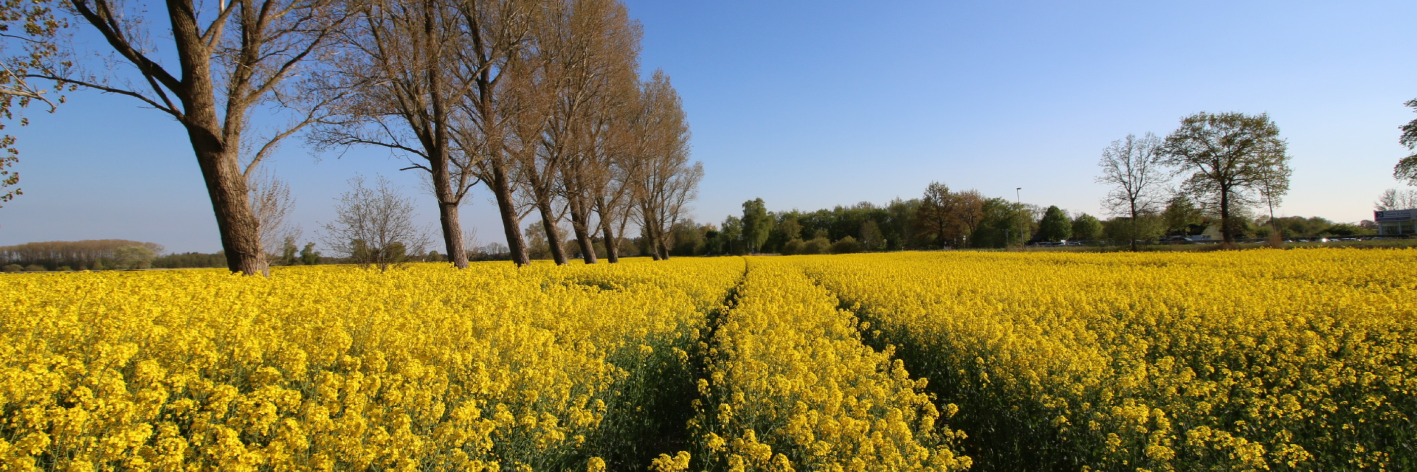 Rapsfeld mit Bäumen